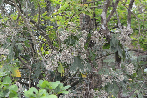 Monosis volkameriifolia, photograph 6