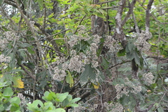 Monosis volkameriifolia, photograph author not stated, no rights reserved