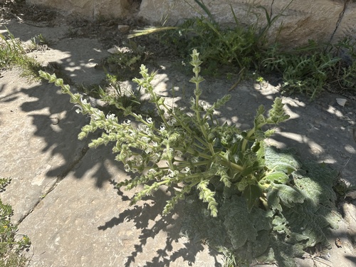 Silver Sage