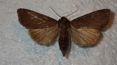 Apamea lateritia