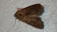 Apamea lateritia