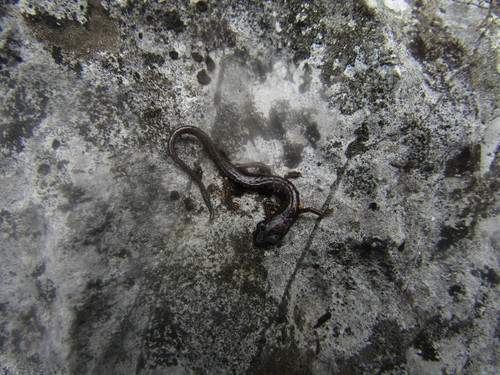 Toothy Splayfoot Salamander