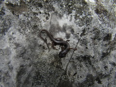 Chiropterotriton multidentatus