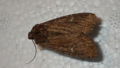 Apamea lateritia