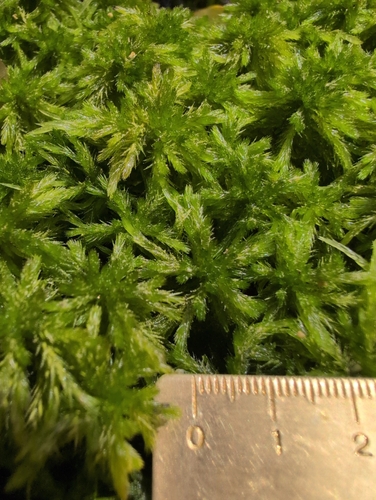 Sphagnum torreyanum, 2025-04-24