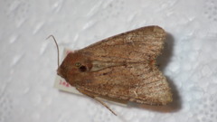 Apamea lateritia