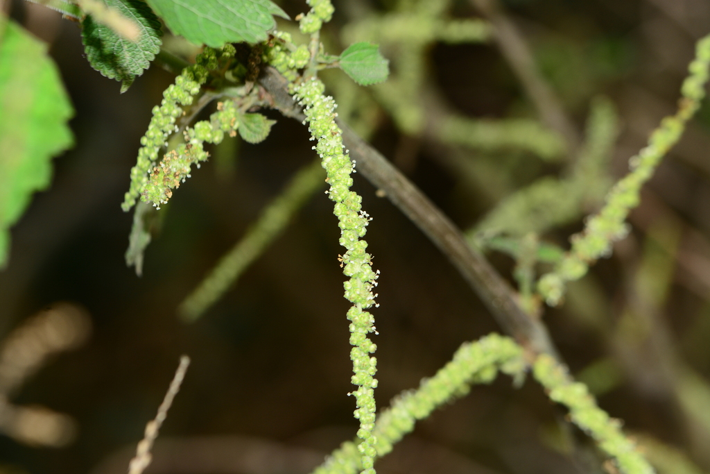 Boehmeria ternifolia