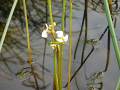 Sagittaria rigida