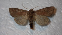 Apamea lateritia