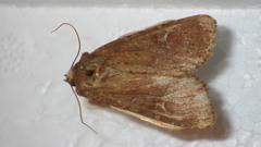 Apamea lateritia