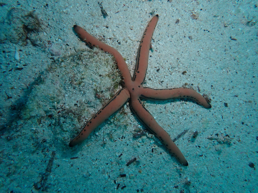 Phataria mionactis
