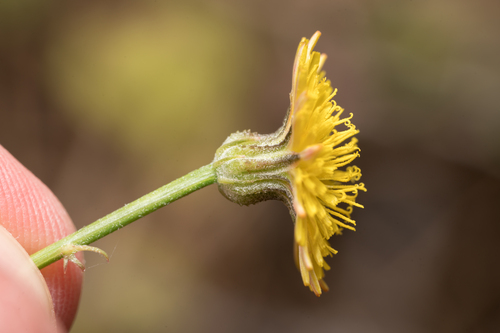 Many-flowered Hawk's-beard (Crepis multiflora)