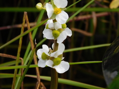 Sagittaria rigida