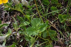 Potentilla flabellifolia