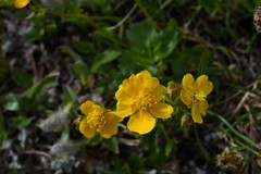 Potentilla flabellifolia