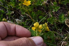 Potentilla flabellifolia