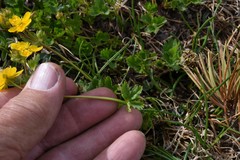 Potentilla flabellifolia