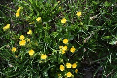 Potentilla flabellifolia