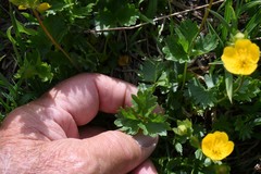 Potentilla flabellifolia