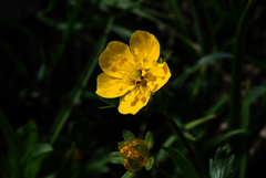Potentilla flabellifolia