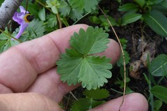 Potentilla flabellifolia