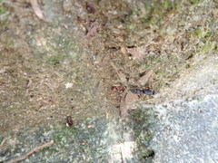 Pseudoneoponera rufipes