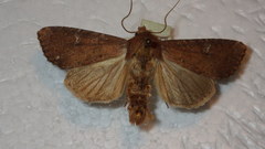 Apamea lateritia