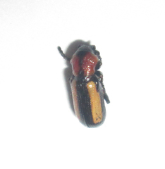 Sigrisma cylindrica
