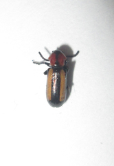 Sigrisma cylindrica