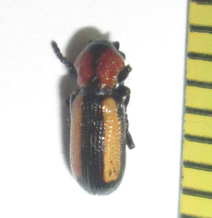 Sigrisma cylindrica