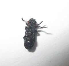 Sigrisma cylindrica