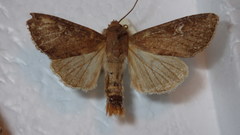 Apamea lateritia