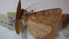 Apamea lateritia