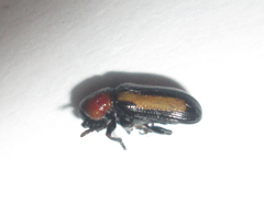 Sigrisma cylindrica