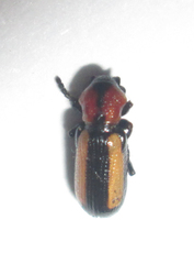 Sigrisma cylindrica