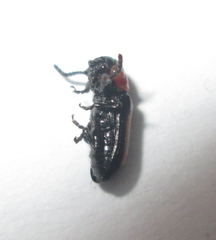 Sigrisma cylindrica
