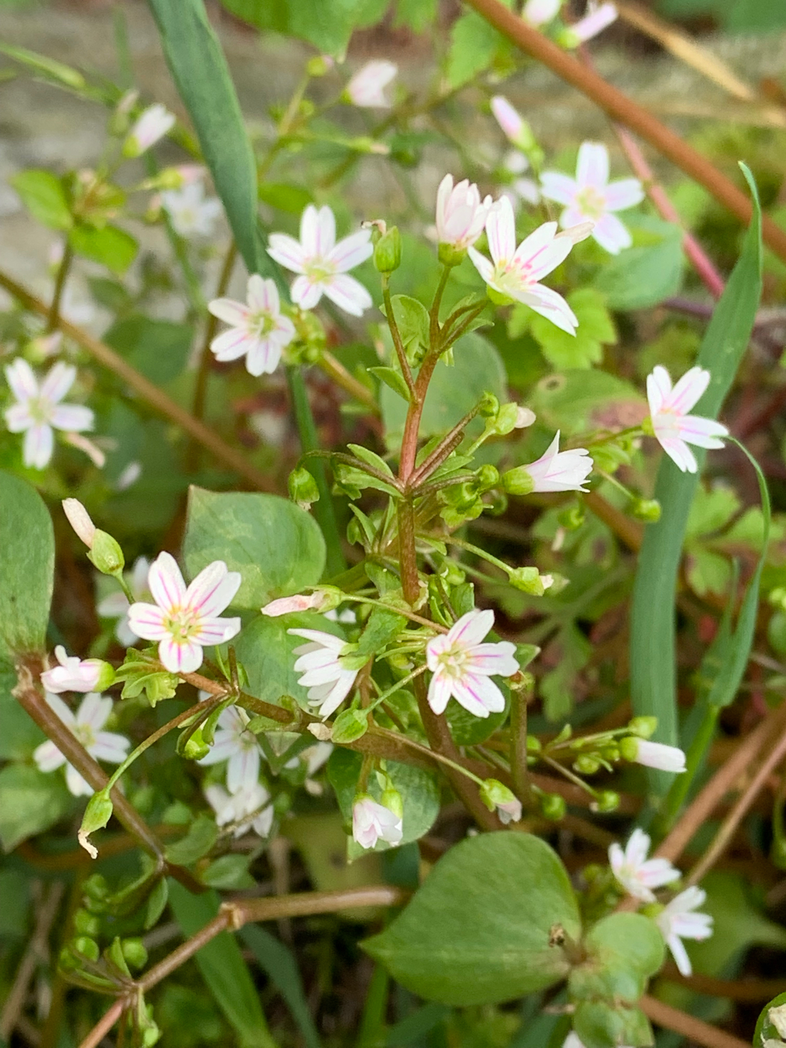 Claytonia washingtoniana