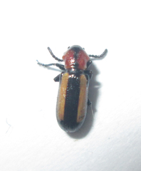 Sigrisma cylindrica