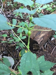 Neolasioptera boehmeriae