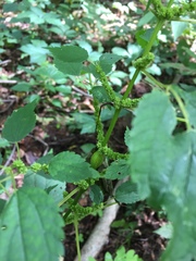 Neolasioptera boehmeriae