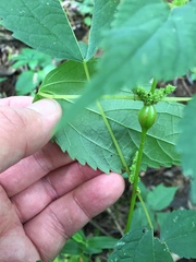 Neolasioptera boehmeriae