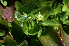 Stellaria calycantha