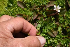 Stellaria calycantha