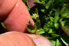 Stellaria calycantha