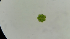 Coelastrum