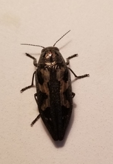 Buprestis laeviventris