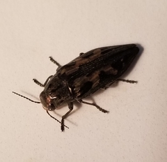 Buprestis laeviventris