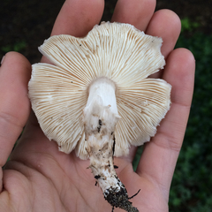 Limacella