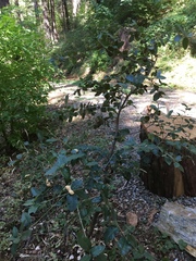 Heteroecus dasydactyli