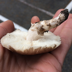 Limacella
